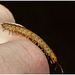 Millipede IMG_2429