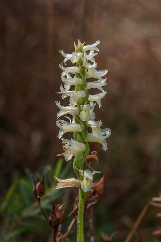 Spiranthes magnicamporum (Great Plains Ladies'-tresses orchid)