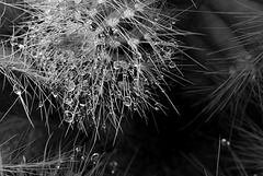 Parodia magnifica, rain pearls