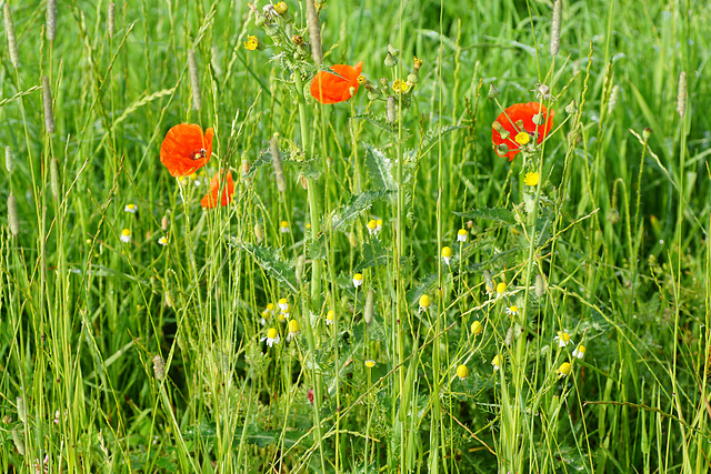Mixed Flowers