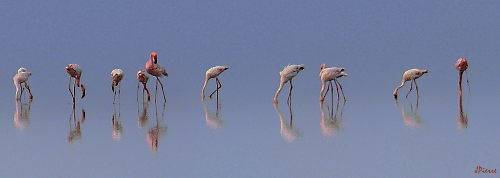 Flamands rose