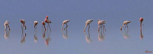Flamands rose