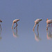 Flamands rose