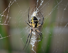 Banded-leg Golden Orb Spider