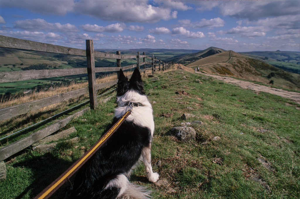 Poppy at Hollins Cross between Mam Tor and Lose Hill AWP 0066