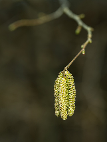 Hazel