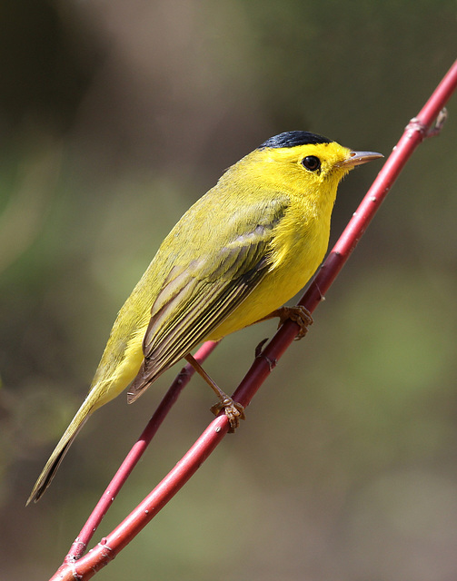 paruline à calotte noire / Wilson's warbler