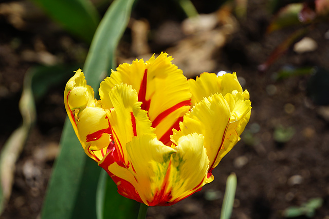 Schöne Tulpe