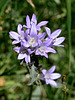Campanula glomerata L. subsp. glomerata (ws.)