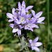 Campanula glomerata L. subsp. glomerata (ws.)