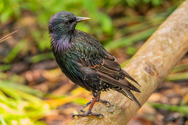 Starling