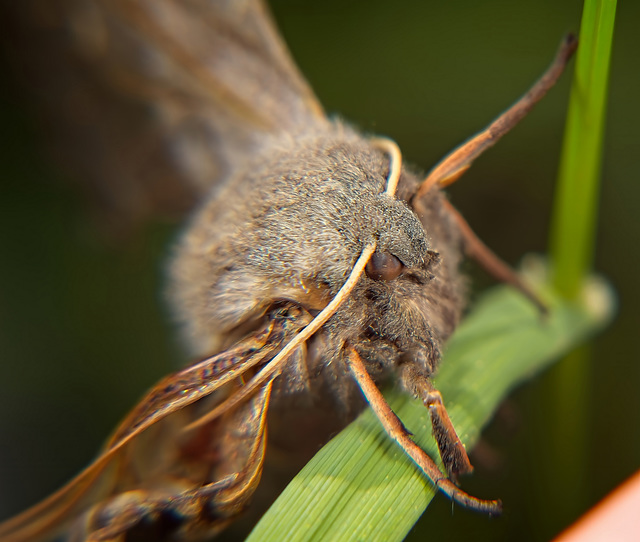 Der Pappelschwärmer (Laothoe populi) hat sich am Grasboden versteckt :))  The Poplar Hawk-moth (Laothoe populi) has hidden itself on the grass :))  La Papillon du peuplier (Laothoe populi) s'est caché