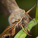 Der Pappelschwärmer (Laothoe populi) hat sich am Grasboden versteckt :))  The Poplar Hawk-moth (Laothoe populi) has hidden itself on the grass :))  La Papillon du peuplier (Laothoe populi) s'est cachée dans l'herbe :))