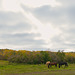 grazing under the sky