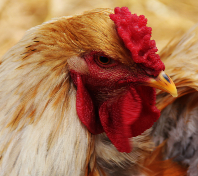 COCKRALL COCKRALL
