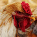 COCKRALL
