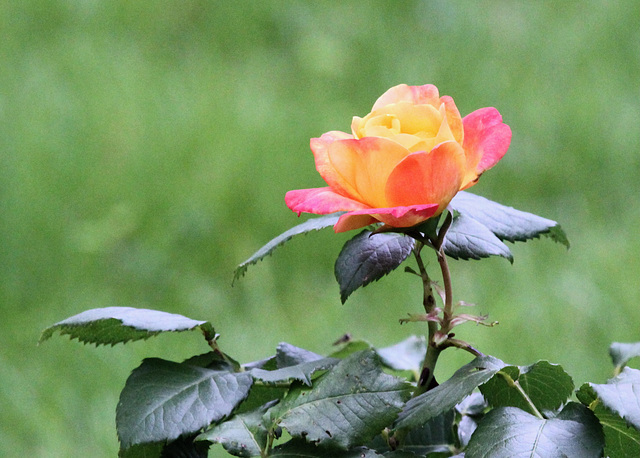 Rose