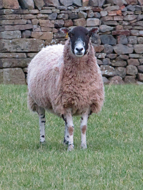 Ewe keeping an eye on me!