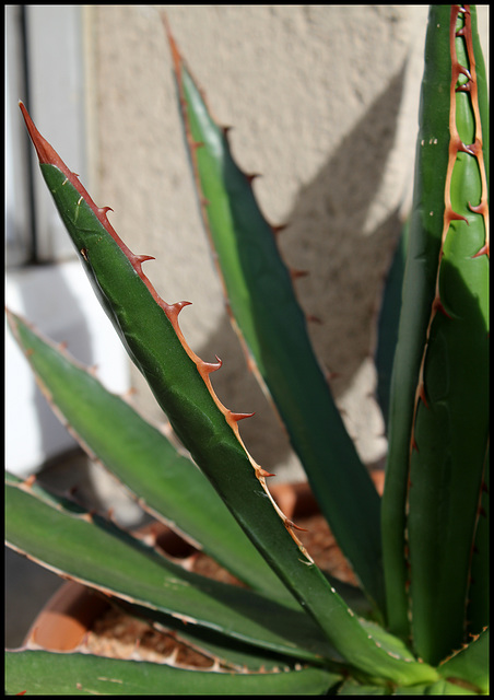 Agave (1)