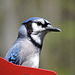 Blue Jays