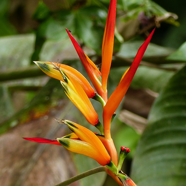 Heliconia Psittacorum, on way to Brasso Seco, Trinidad