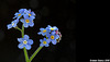 Forget-me-not