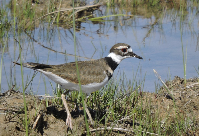 Kildeer