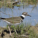 Kildeer