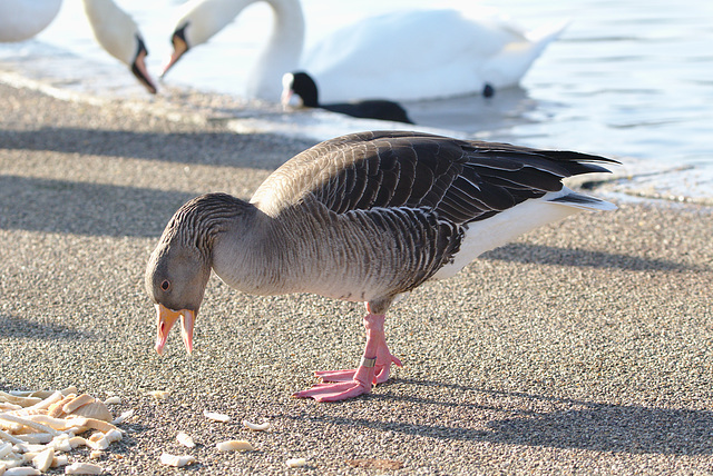 Greylag Goose EF7A0231