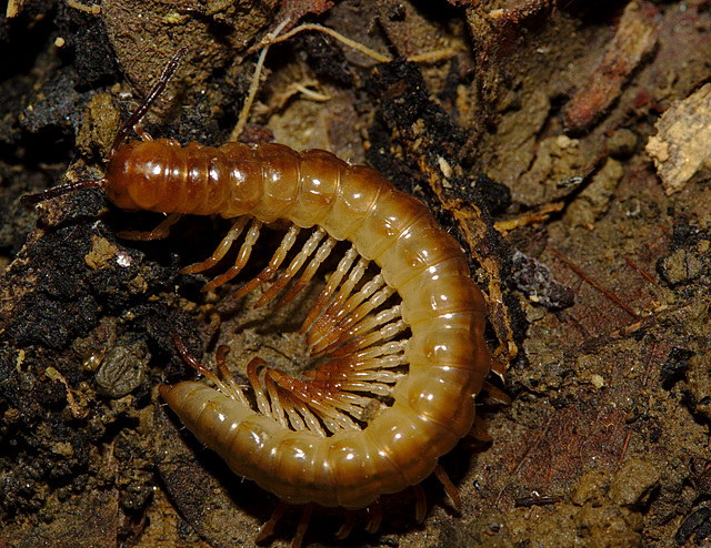 Millipede IMG_2430