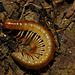 Millipede IMG_2430