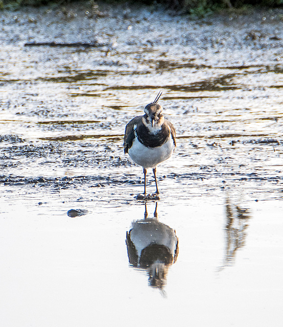 Lapwing4