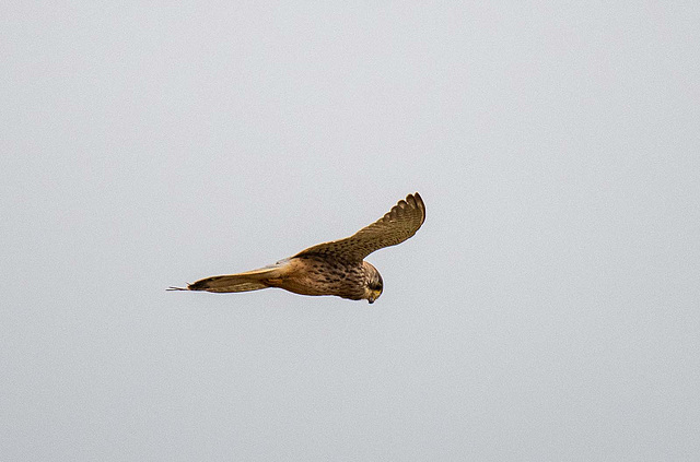 Kestrel