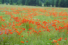 Mohn und Kornblumen an der Sieber II