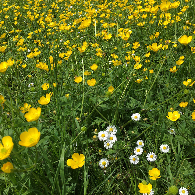 Flowers for today.