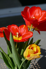 Tulpen