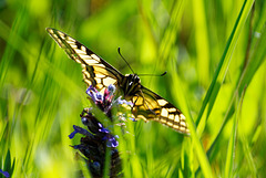 21.05.09 Schwalbenschwanz 2