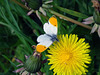 Orange tip on dandelion