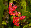 20230529 0291CPw [D~LIP] Purpurglöckchen (Heichera Hybride 'Leuchtkäfer'), Bad Salzuflen