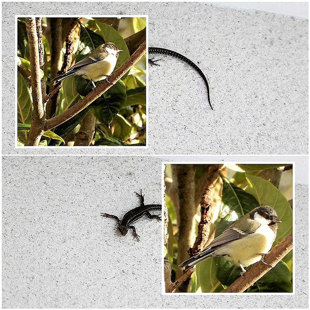 cohabitation sur mon balcon  cohabitation on my balcony,