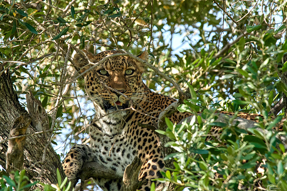 Leopard im Masai Mara Nationalreserve