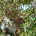 Leopard im Masai Mara Nationalreserve