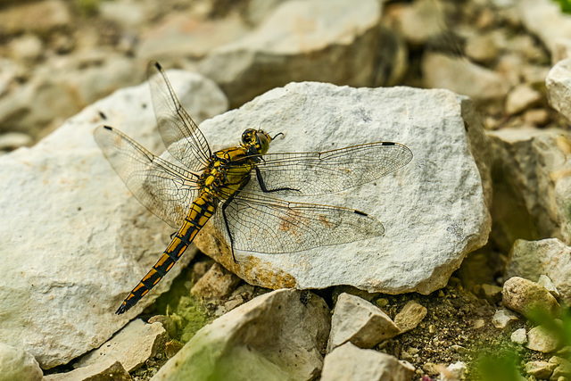 Großer Blaupfeil Großer Blaupfeil