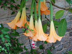 Angel's Trumpet Angel's Trumpet
