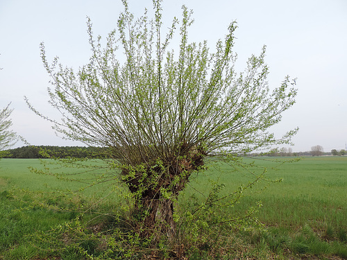 Kopfweide