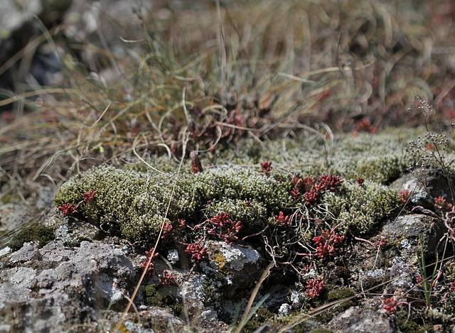 Racomitrium canescens 1024 (3)