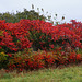 RED in my Garden......