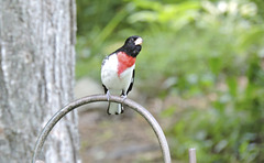 Rose-breasted Grosbeaks