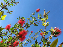 Bottle Brush