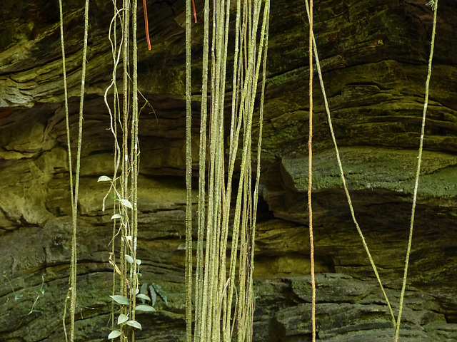 Tropical plants on cliff face by Oilbirds' cave, Asa Wright